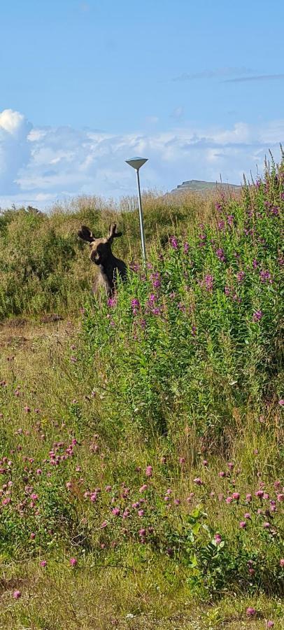 Solheim Guesthouse Dverberg エクステリア 写真